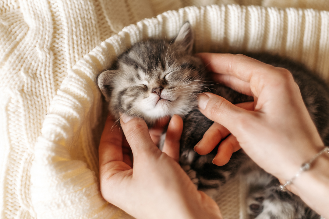 고양이 사진