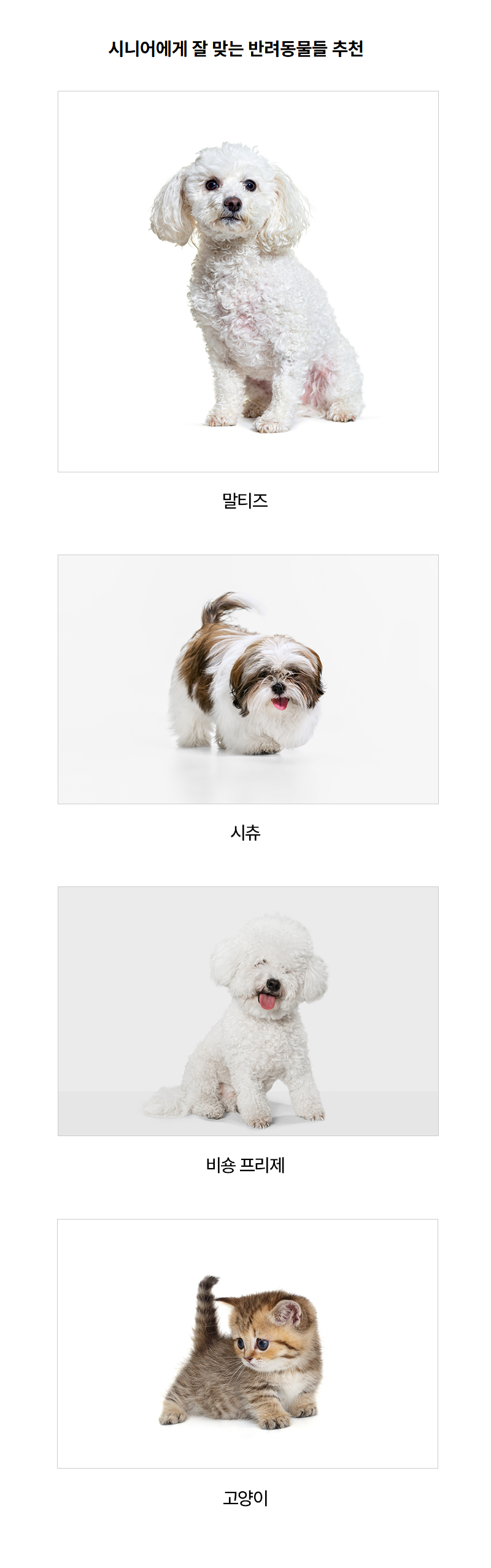 강아지와 고양이 추천