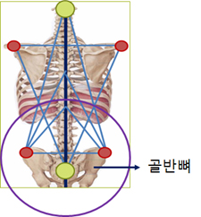 골반 밸런스의 구조