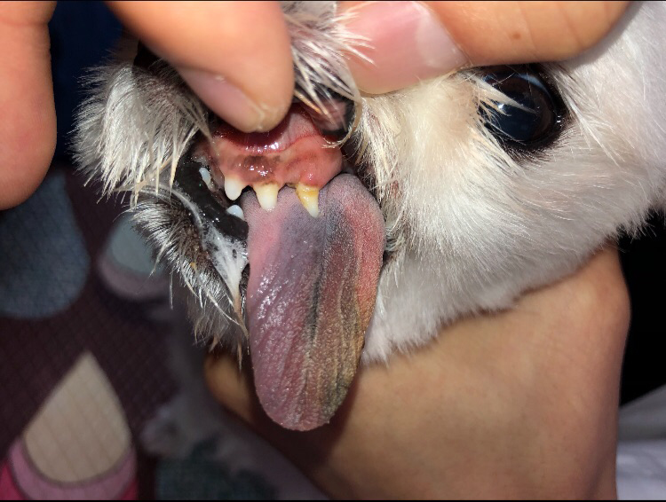 개의 혀를 내밀도록 잡고 있는 사진