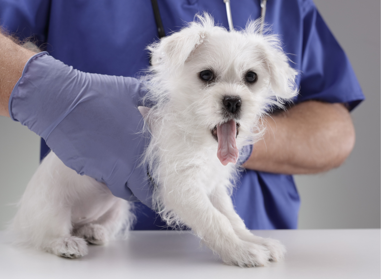 수의사가 개를 두 손으로 감싸고 있는 사진