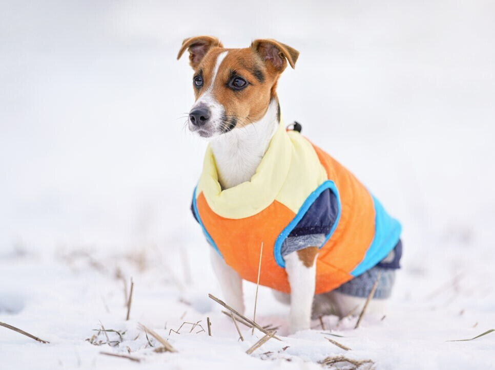 눈위의 옷 입은 개 사진