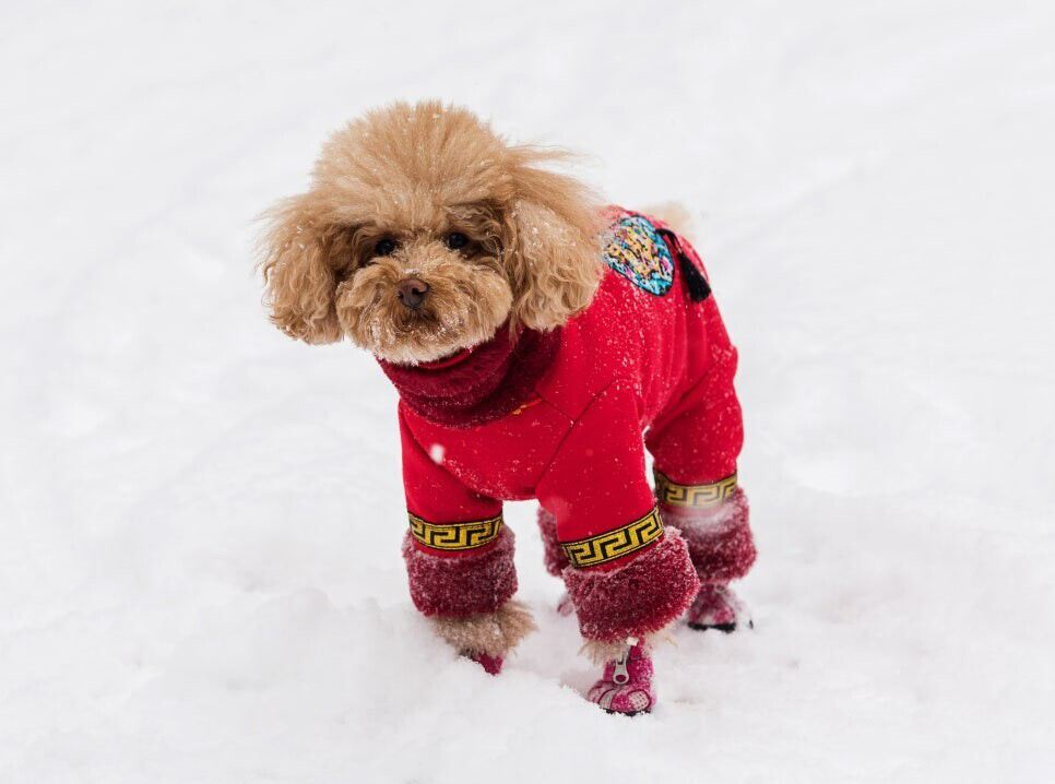 눈위의 옷 입은 개 사진