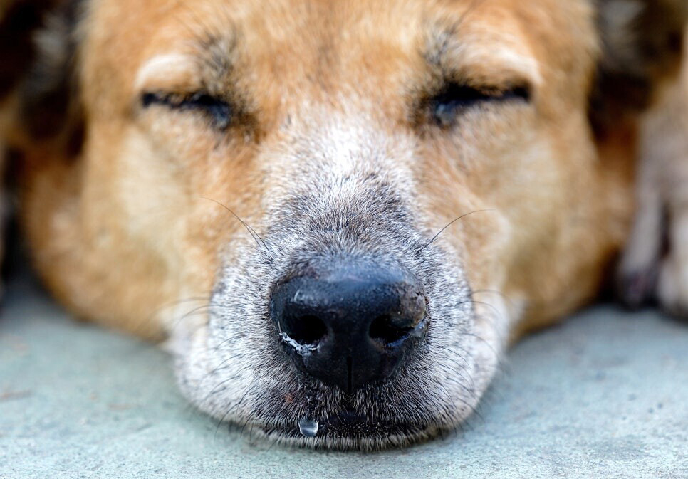 눈감은 개의 얼굴 사진