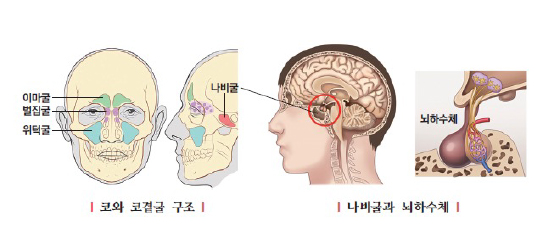 코와 코곁굴 구조, 나비굴과 뇌하수체 위치