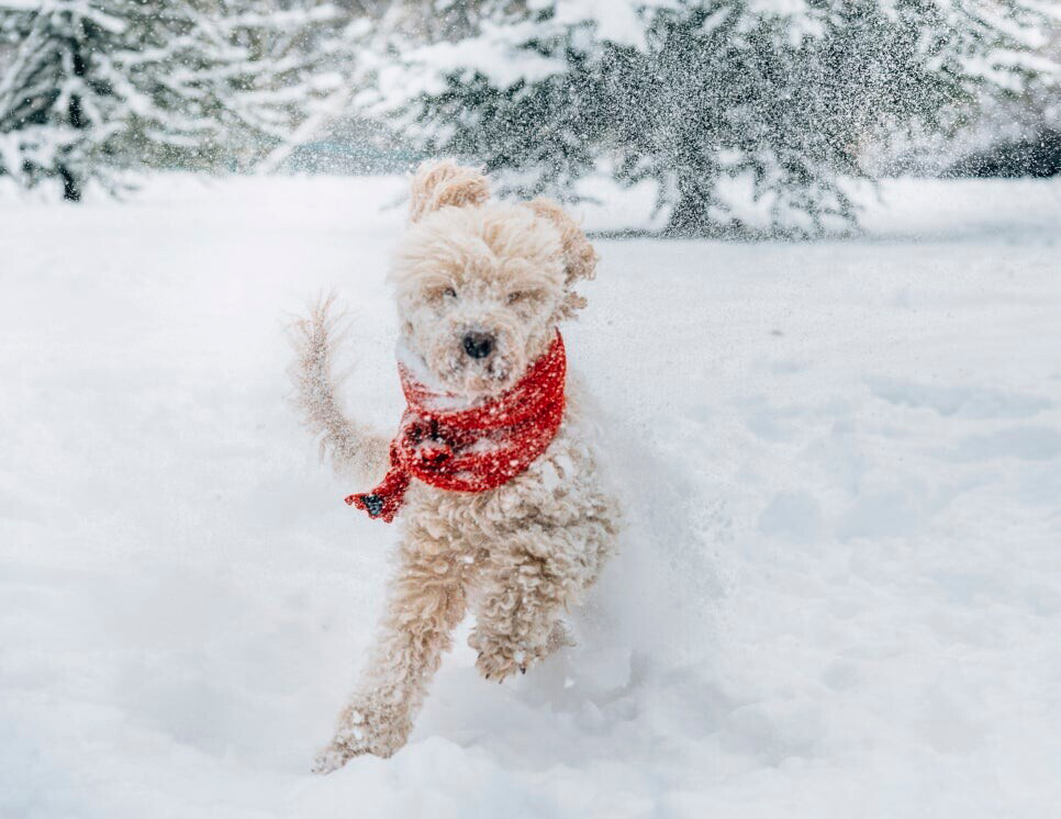 눈위의 개 사진