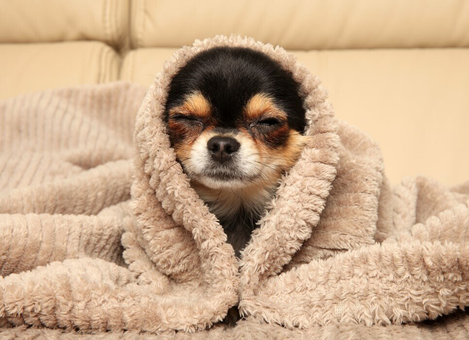 담요를 덮고 있는 개 사진