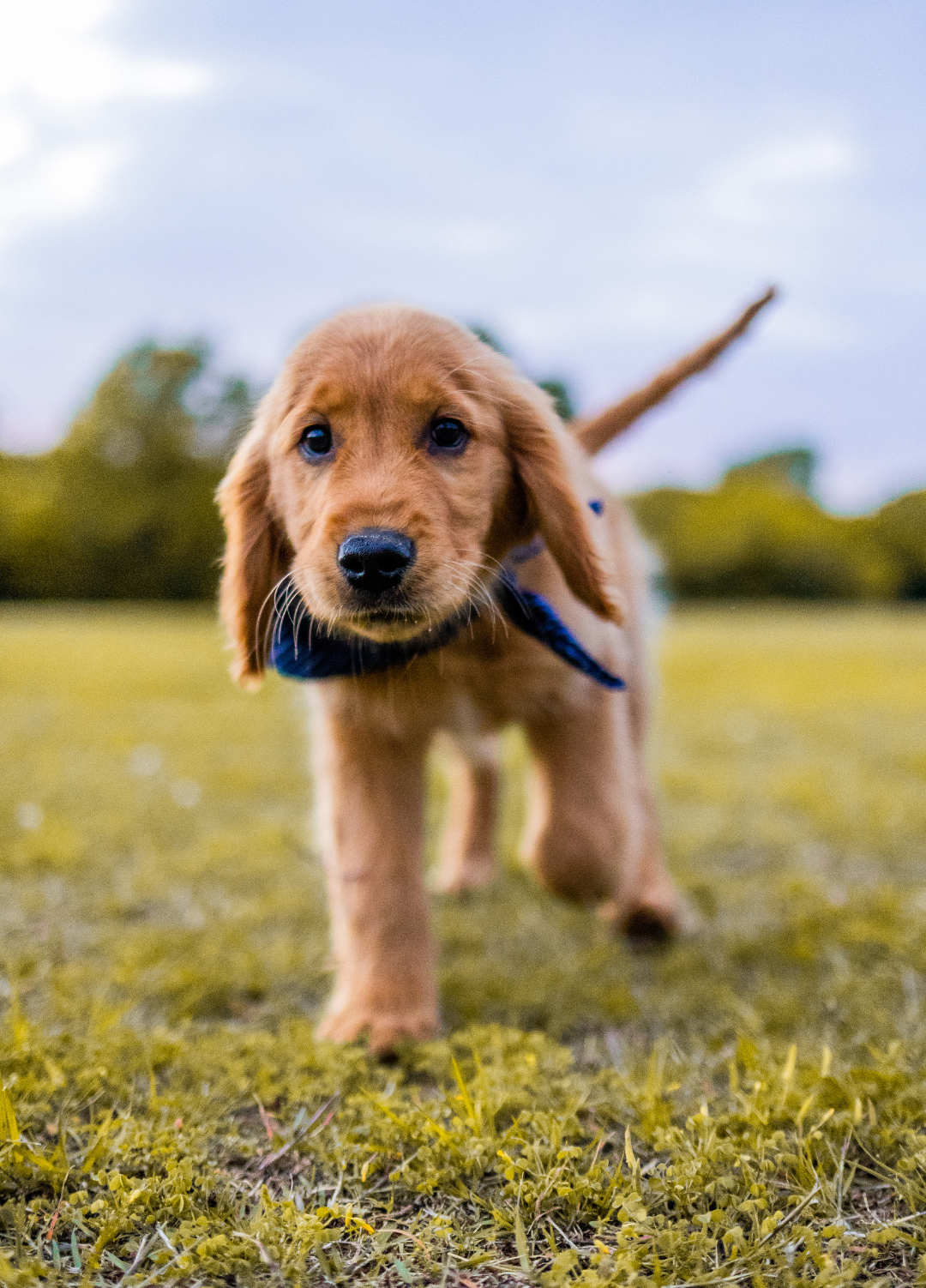 풀밭위의 강아지 사진