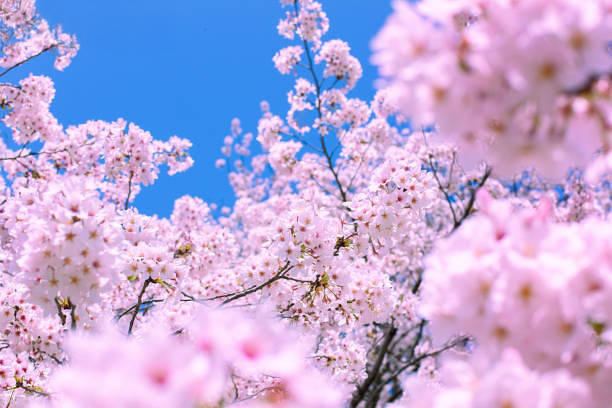 꽃 사진