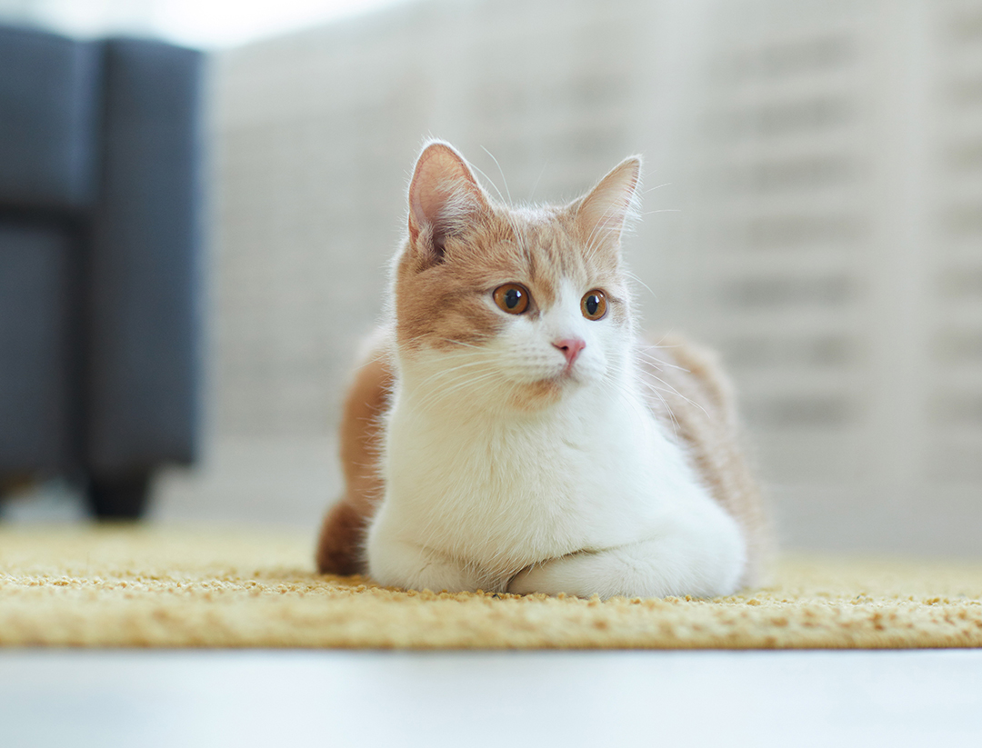 고양이 사진